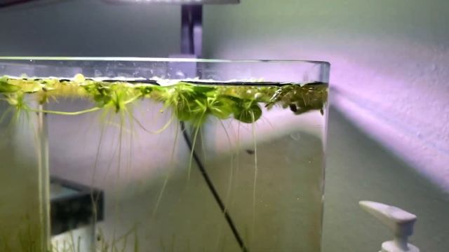 How to Grow Java Moss in Your Planted Aquarium!!! смотреть онлайн
