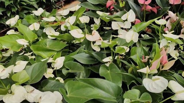 #Anthurium #Floriculture #Rajahmundry #Natural Beauty #Benefits of Anthurium #You Tube Nature смотреть онлайн