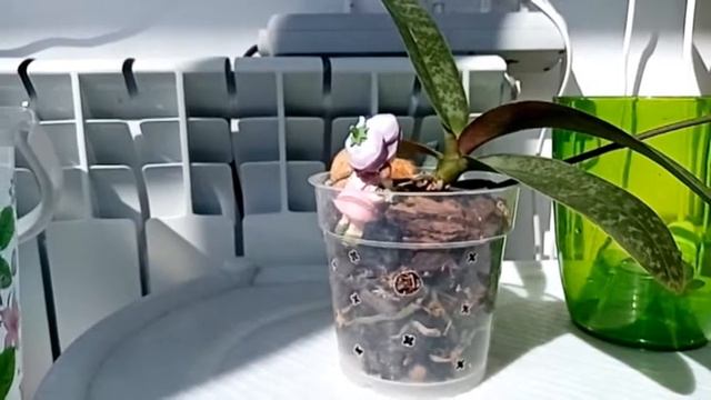 Фаленопсис Стюартиана - Phalaenopsis stuartiana. Обзор на 11.06.2020г. смотреть онлайн
