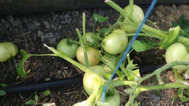 что будет если удалить листья с помидор Бобката смотреть онлайн