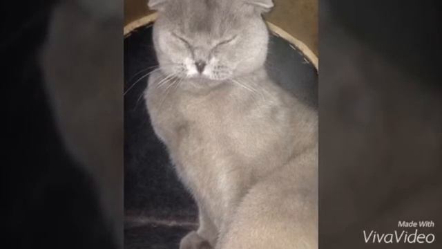 Клёвые фотки и фотки животных смотреть онлайн