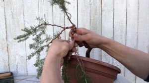 Формирование Бонсай из обыкновенной ели