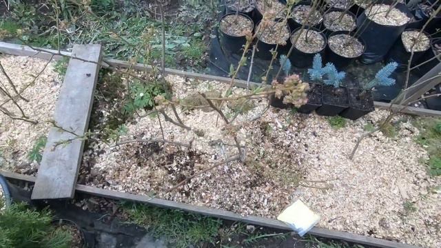 Найпростіше підкислення лохини сіркою! смотреть онлайн