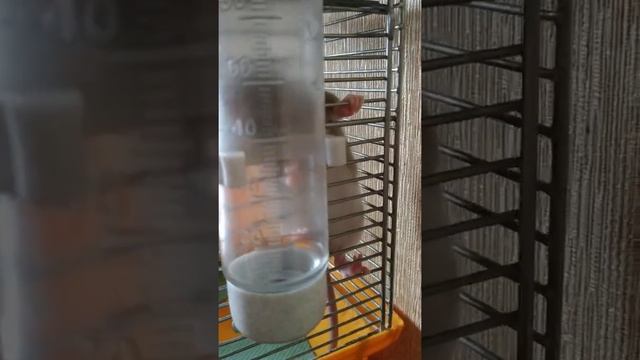 Крыса Соня. в новом доме ?? смотреть онлайн