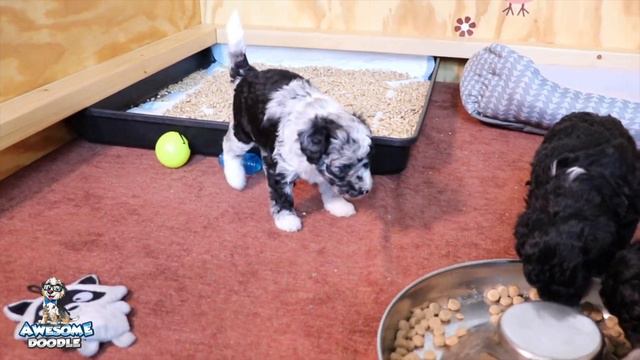 Pixel's 4 week old AussieDoodle Puppies смотреть онлайн