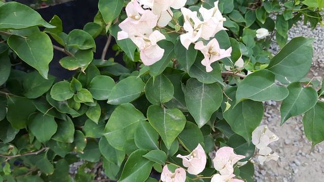 Bougainvillea / Imperial delight / Bougainvillea flower no. 1 смотреть онлайн
