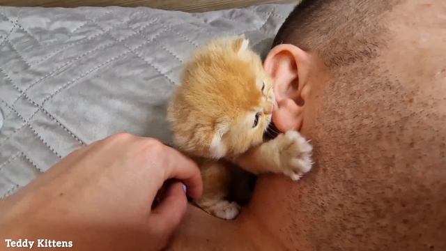 A stern man's Ear was Attacked by a Tiny Kitten смотреть онлайн