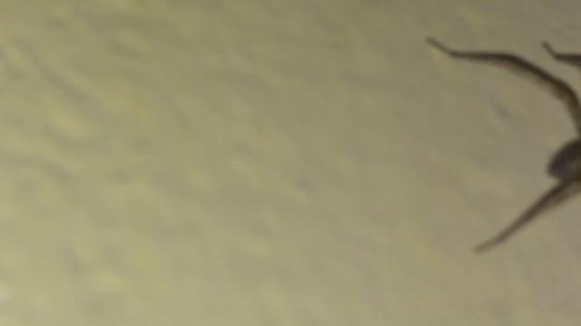 Коричневый паук-отшельник смотреть онлайн