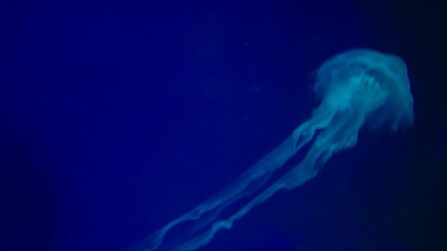 Beautiful Aquarium & Relaxing Music – Soothing Ambient Sounds with Underwater Background смотреть онлайн