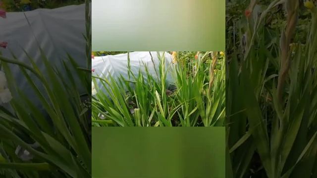 Как продлить цветение гладиолуса?