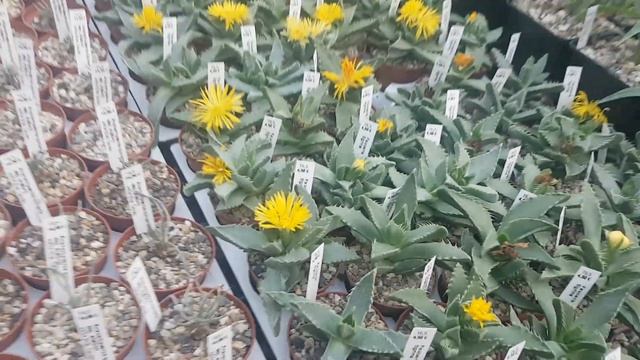 Цветет денежное дерево,фаукария,большие цереусы,фрайлеи,литопсы,суккуленты.Uhlig Cacteen. 40 смотреть онлайн