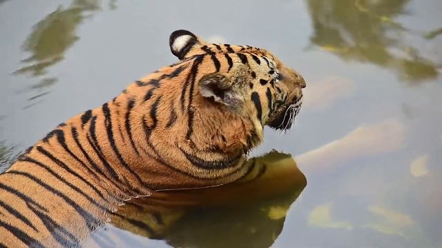 What Does a Tiger Symbolize? | Tiger Spirit Animal смотреть онлайн