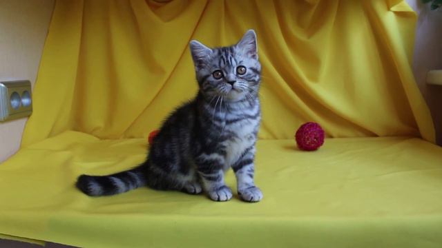 Британские котята. Mirian. смотреть онлайн