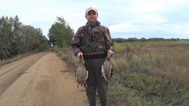 Как отличить селезня кряквы в летнем оперении смотреть онлайн