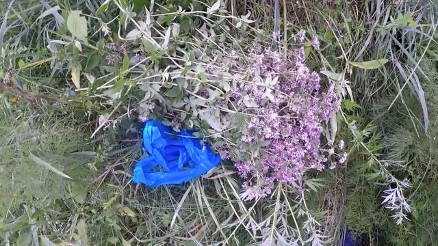 ИВАН ЧАЙ ! Заготовка лесного чая. Сбор Лесного лекарственного чая. смотреть онлайн