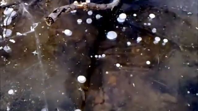 Путешествия в Животный Мир