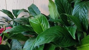 Женское счастье (спатифиллум) опустились листья после пересадки