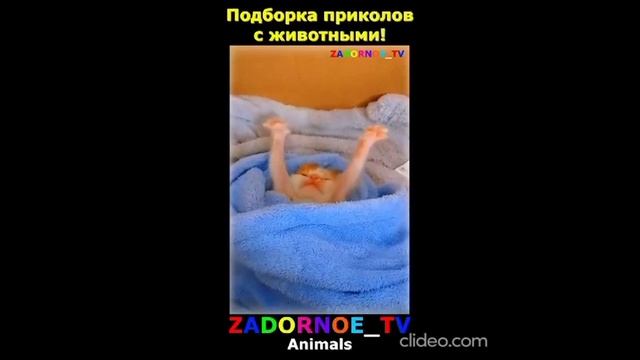 после завтрака 26.08 2 смотреть онлайн