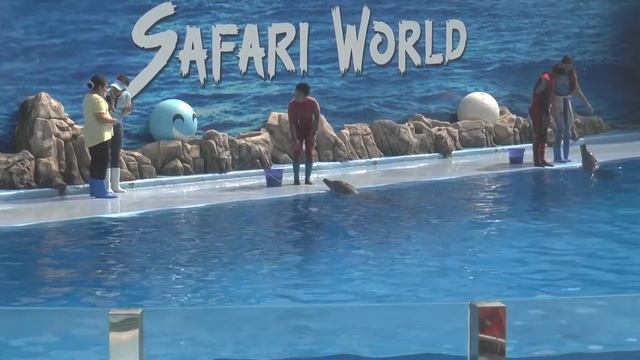 Выступление дельфинов в зоопарке Бангкока, Таиланд смотреть онлайн