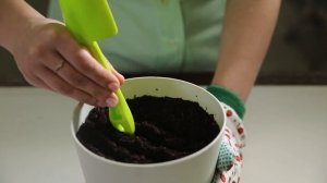 Огород на подоконнике: как вырастить укроп и петрушку [Leroy Merlin]