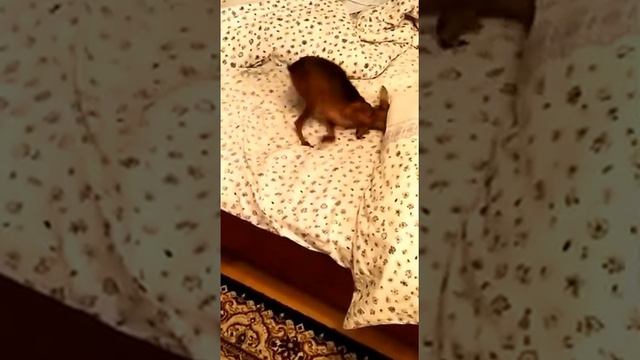 Собака после душа смотреть онлайн