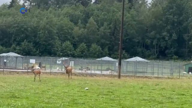 Третьего оленя из поселка Харлу доставили в «Карельский зоопарк» в Сортавальском районе смотреть онлайн