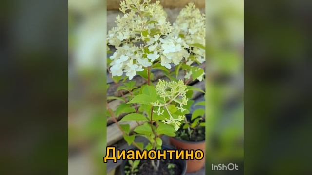 InShot_20220803_211801852.mp4