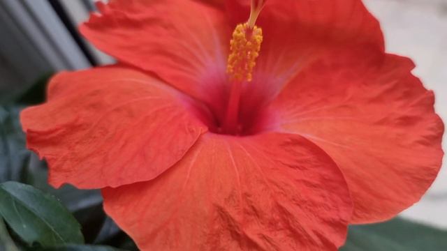 цветет гибискус Adonicus Orange смотреть онлайн