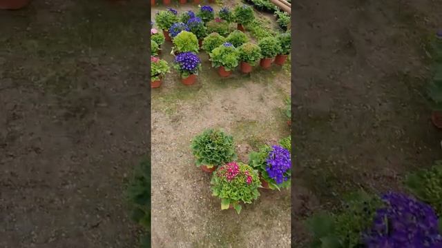 силинария гуллари смотреть онлайн