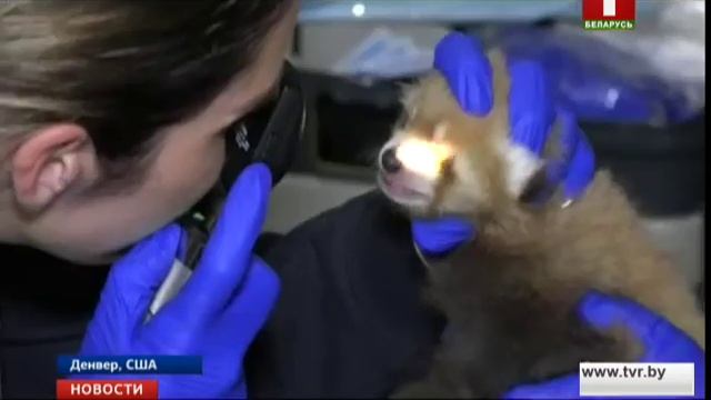 В США в Денверском зоопарке показали маленьких красных панд