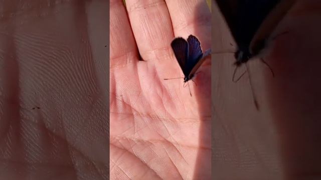 Снова любопытная Голубянка Аргус смотреть онлайн