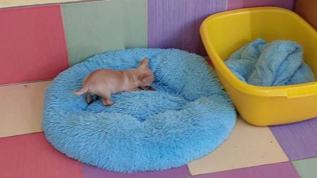 Цены ЗДЕСЬ 📌 питомник чихуахуа и той-пудель мальтипу Кастропуло Крым+79787458062 смотреть онлайн