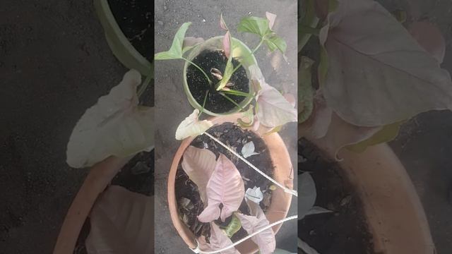 Syngonium Neon Robusta...