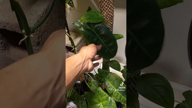 Philodendron Paraiso Verde Variegation смотреть онлайн