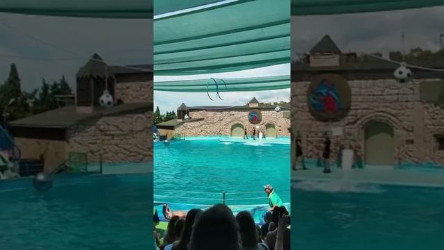 Подписывайтесь если вам понравились эти киты белуги ????? смотреть онлайн