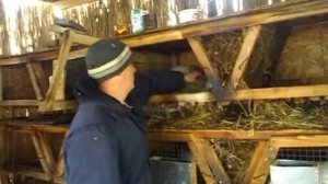 Разведение кроликов калифорнийской породы