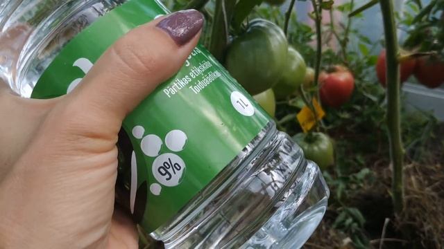 ФИТОФТОРА НАЧАЛАСЬ ! ПОЛИВАЮ ПОД КОРЕНЬ УКСУСОМ смотреть онлайн