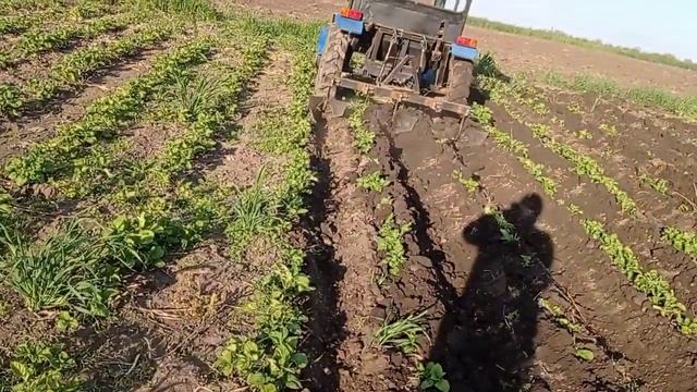 окучивание картофеля самодельными трактором и окучником. смотреть онлайн