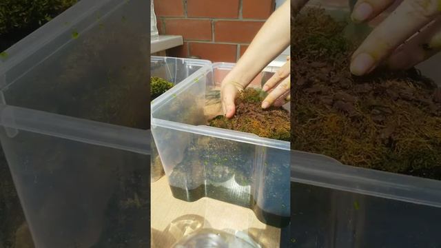 Стабилизация мха @orchid_alisa . Сохранить мох с помощью глицерина смотреть онлайн