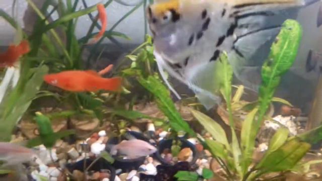 My planted aquarium : Amazon sword Anubias Bacopa Carolinia lilly Jawa moss Vallisneria смотреть онлайн