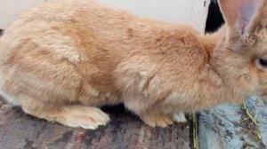 Отличие ризена от фландер. Мои кролики окраса голд.