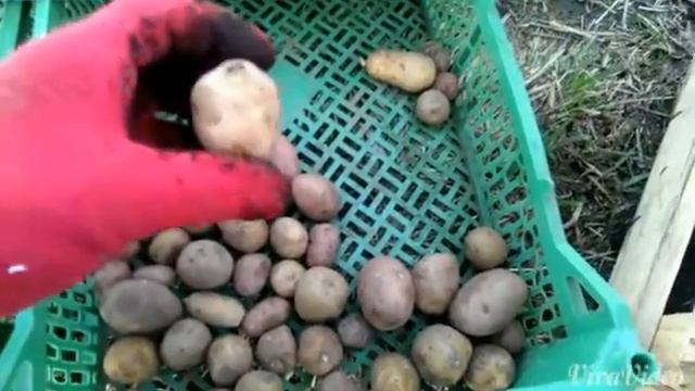 Фиолетовый картофель. Картофель из семян смотреть онлайн