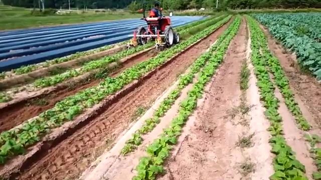 野菜通路除草　Vegetables　京都府　【キュウホー　ASHORAGRI】