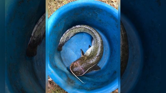 Отдых рыбалка на Каме (Красный Яр) смотреть онлайн