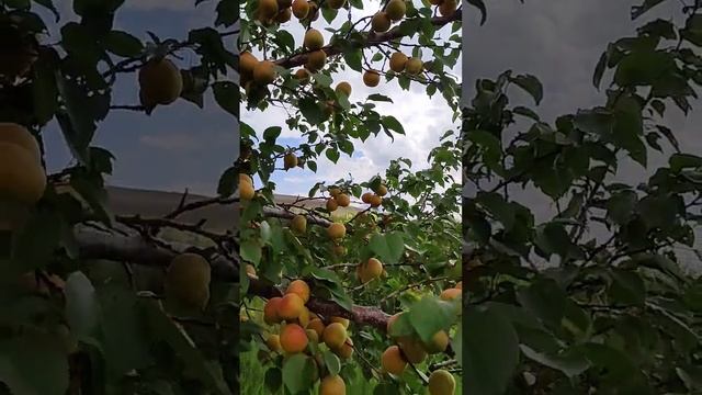 абрикос Королевский смотреть онлайн