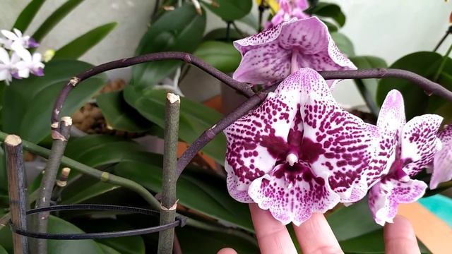 Домашнее цветение орхидей. ДОЛГОЦВЕТУЩИЕ орхидеи. Моя коллекция орхидей. смотреть онлайн