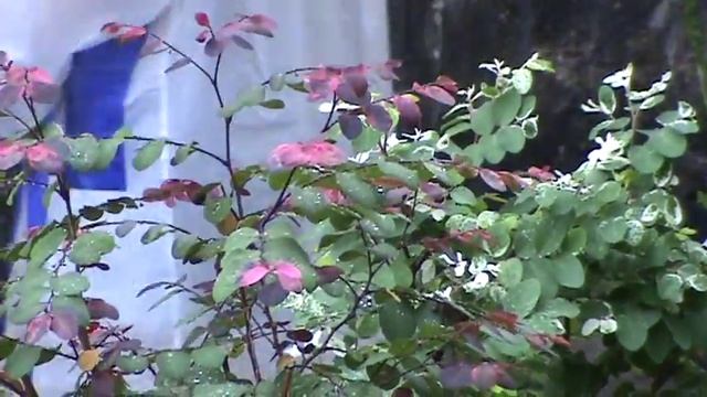 Breynia Nivosa o disticha 'Nana' - Decoración de jardín смотреть онлайн