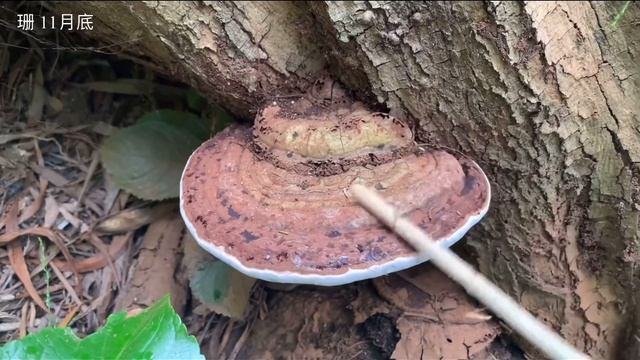 【新发现】可能发现的是野生树舌灵芝，是新西兰比较常见的野生菌类 смотреть онлайн