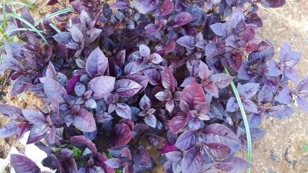 Alternanthera plant - grow & care