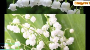 🌼Ак чэчэклэр🌼 Альфия Авзалова✨ Сандугач ТV 🎶